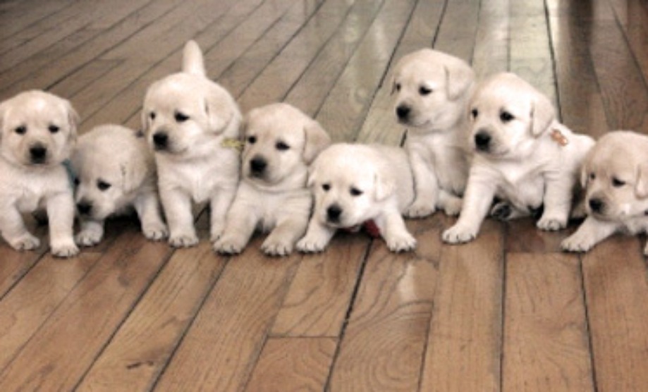 White Puppies