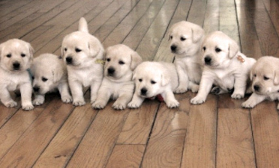 White Puppies White Puppies