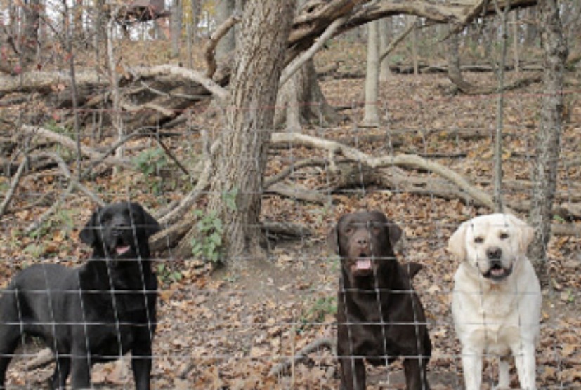 Dogs Behind Fence Dogs Behind Fence